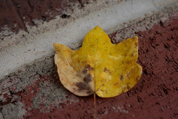 leaf