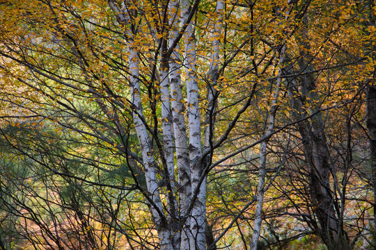 Abedules en oto&ntilde;o