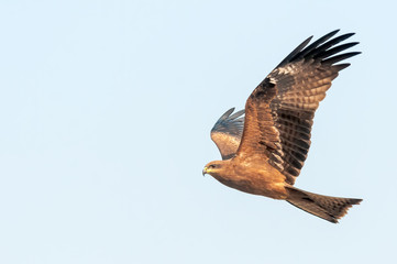 Side view of black kite flying in the sky