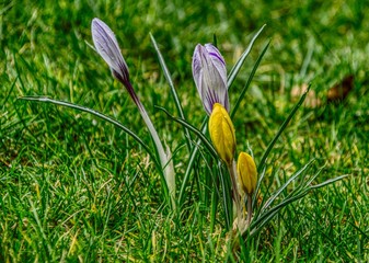 Purple and yellow crocus flowers on a closeup picture