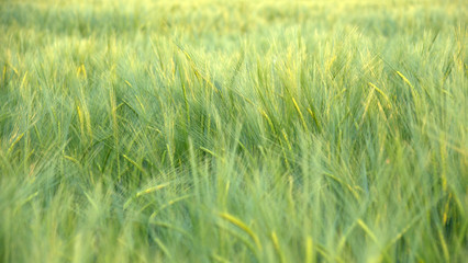 Cereal field on a closeup picture