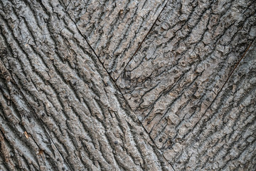 Bark of tree, wooden natural gray background texture
