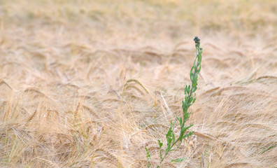 Cereal field with a solitude weed