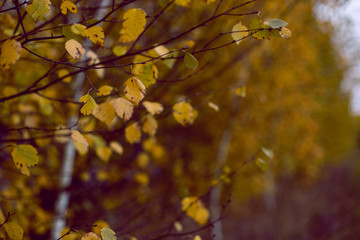 autumn yellow leaves on a birch tree