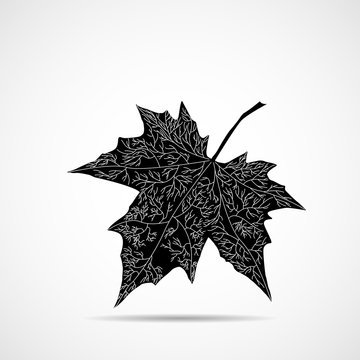 Autumn maple leaf on white background, autumn symbol