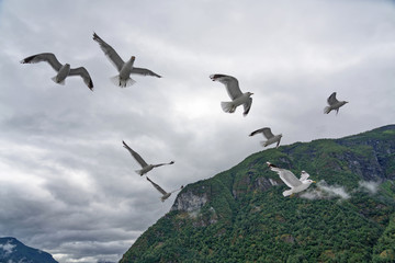Sea gulls flying in mountain fjord, Norway, Sognefjord landscape view