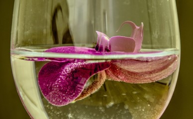 Orchid flower swimming in glasses