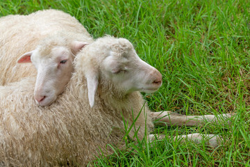 Couple of cute sheeps on green grass