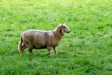 Sheep farm animal on green grass field.