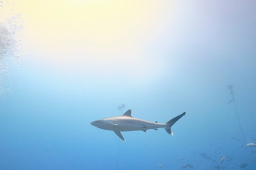 Fototapeta na wymiar Silver tip reef sharks swimming around in tropical waters of Fiji with scuba divers in deep water