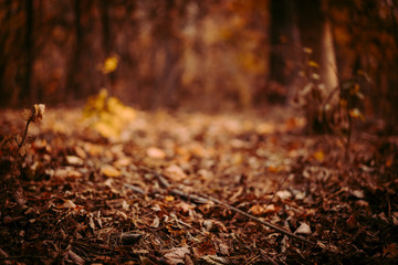 pine autumn forest at sunset. background.