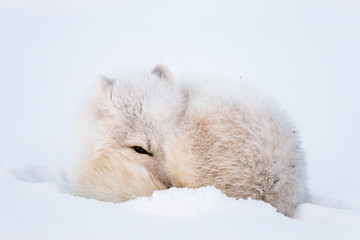 Lis polarny, południowy Spitsbergen