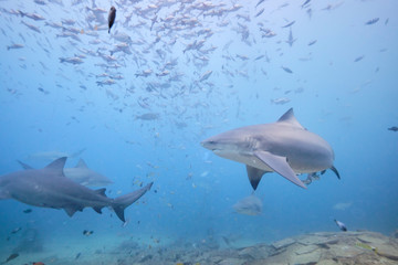 Large wild bull sharks swimming around and feeding in tropical waters of Fiji