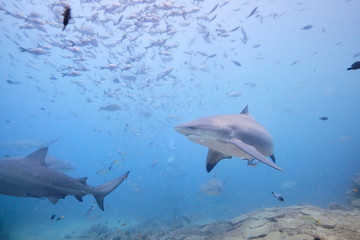 Fototapeta premium Large wild bull sharks swimming around and feeding in tropical waters of Fiji