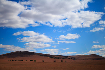 Fototapeta na wymiar landscape with wheat field and blue sky. one cow grazes on the grassland