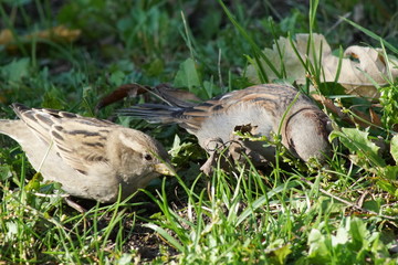 Ptaki ,jedzące ptaki ,wróble
