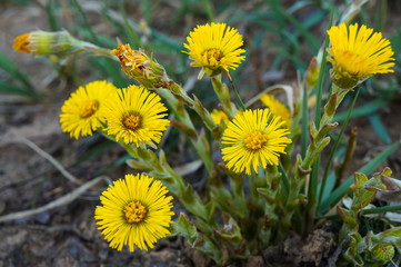 Close-up view of the first spring flower - Coltsfoot (Tussilago farfara), also known as bull's foot, coughwort, farfara, foalswort, mother-and-stepmother. Selective focus, blurred background
