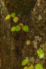 Moriyoshi Park in early autumn