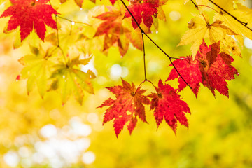 Moriyoshi Park in early autumn