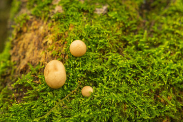 Moriyoshi Park in early autumn