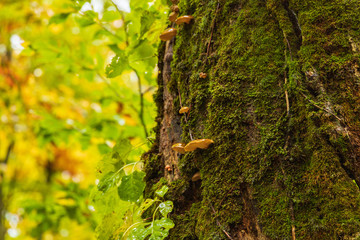 Moriyoshi Park in early autumn