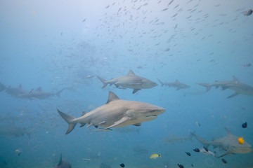 Large wild bull sharks swimming around and feeding in tropical waters of Fiji