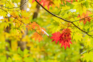 Fototapeta na wymiar Moriyoshi Park in early autumn