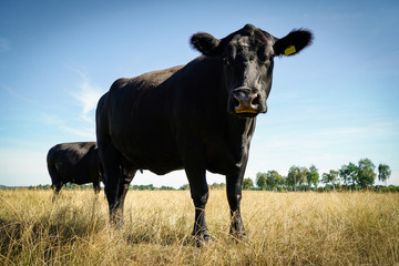 Rinder auf einer von Trockenheit gezeichneten Wiese