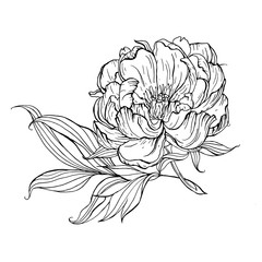 Bright painted watercolor compositions with peony flowers.