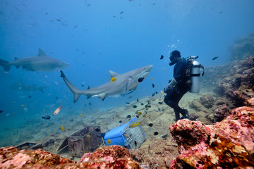 Scuba divers hand feeding bull shark and silver tip reef sharks on deep dive in Fiji