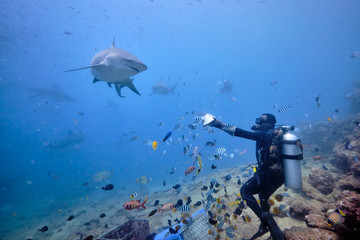 Scuba divers hand feeding bull shark and silver tip reef sharks on deep dive in Fiji