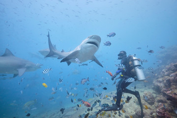 Scuba divers hand feeding bull shark and silver tip reef sharks on deep dive in Fiji