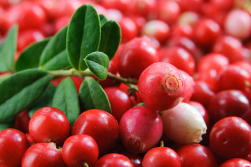 A lot of ripe lingonberry with its branch on top