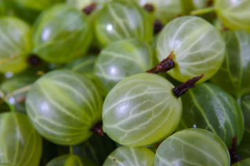 Fresh ripe green gooseberry closeup