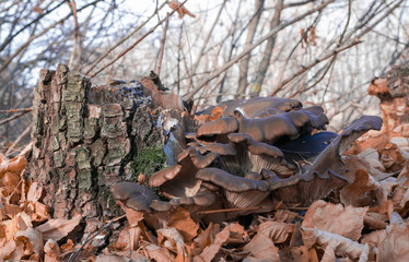 Oyster mushrooms grow in autumn forest.