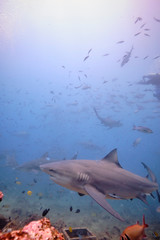 Obraz premium Large wild bull sharks swimming around and feeding in tropical waters of Fiji