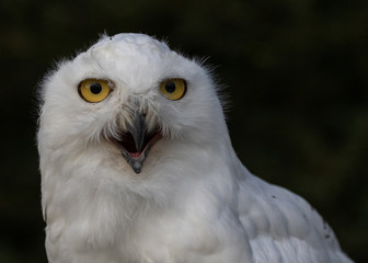 Snowy Owl