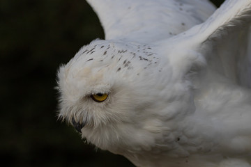 Obraz premium Snowy Owl