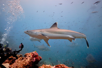Obraz premium Silver tip reef sharks swimming around in tropical waters of Fiji with scuba divers in deep water