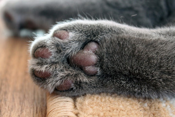 cat's foot, cat