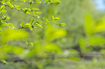 Tree branch with juicy green leaves, summer. Sunlight, bokeh, background