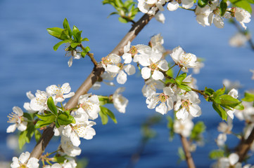 Cherry tree blossom against blue water