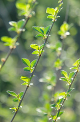 Tree branch with juicy green leaves, summer. Sunlight, bokeh, background