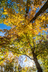 Trees covered in brilliant fall foliage in yellow, orange, red against a vivid blue sky on a sunny afternoon, upshot