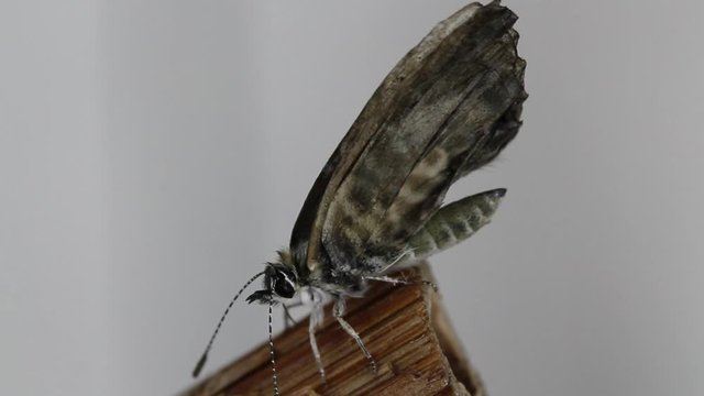 Una piccola farfalla