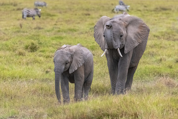 Obraz premium Two elephants in the savannah in the Serengeti park, the mother and a baby elephant walking