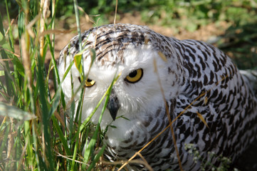 White polar owl sitting in the grass. Predator's glance