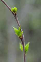 Tree branch with juicy green spring leaves. Sunlight, bokeh, background