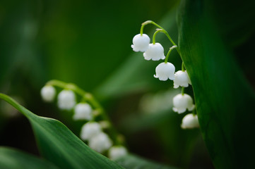 Lily of the valley growing in the forest
