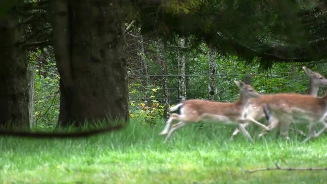 deer in the forest